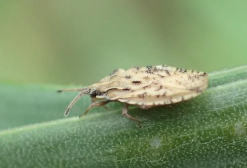 Tingis sp.